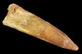Spinosaurus Tooth - Real Dinosaur Tooth #107766-1